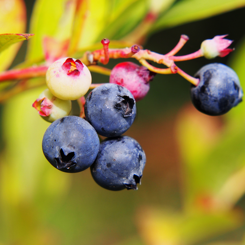 Blauwe bessenplant, Vaccinium corymbosum ‘Northland’