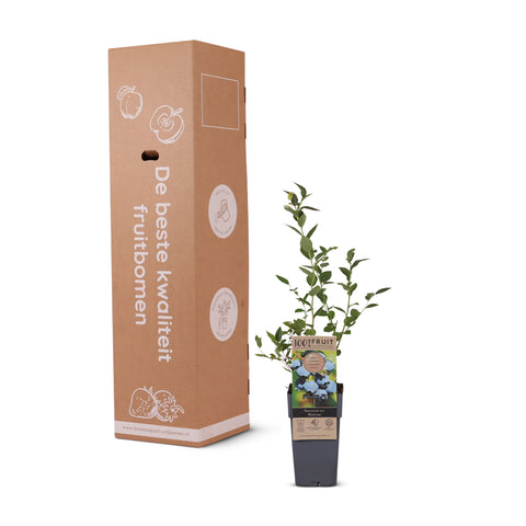 Blauwe bessenplant, Vaccinium corymbosum ‘Northland’