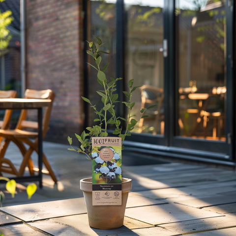 Blauwe bessenplant, Vaccinium corymbosum ‘Patriot’