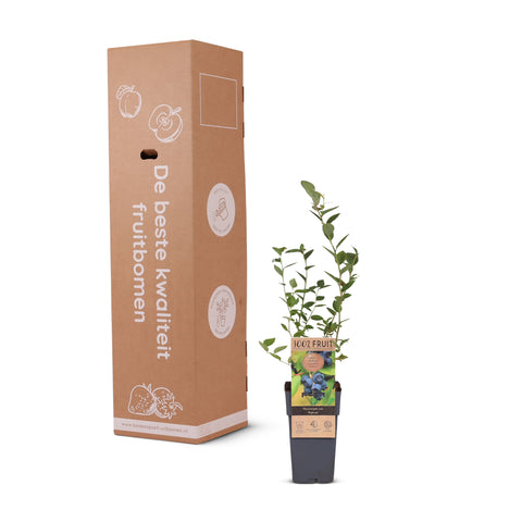 Blauwe bessenplant, Vaccinium corymbosum ‘Patriot’