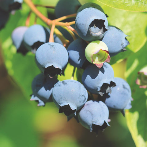 Blauwe bessenplant, Vaccinium corymbosum ‘Bluecrop’