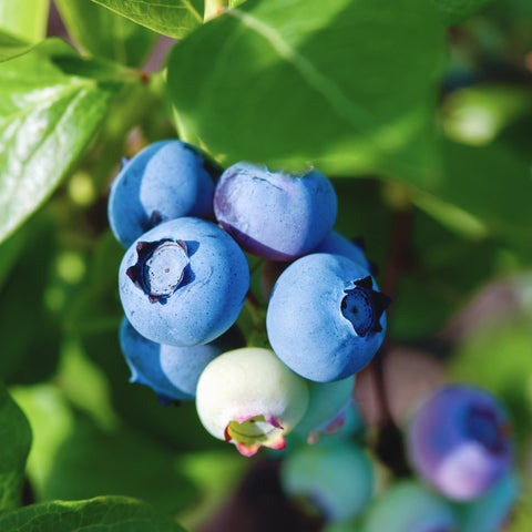 Blauwe bessenplant, Vaccinium corymbosum ‘Brigitta Blue’