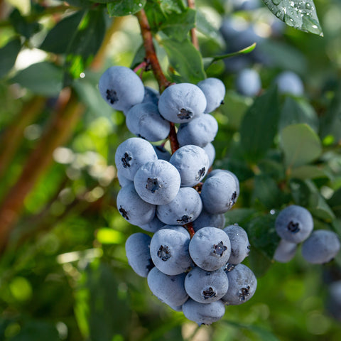 Blauwe bessenplant, Vaccinium corymbosum ‘Goldtraube’