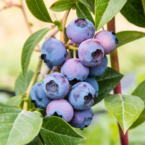 Blauwe bessenplant, Vaccinium corymbosum ‘Jersey’