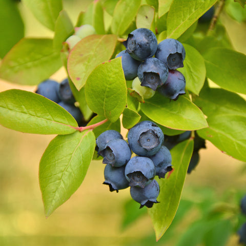 Blauwe bessenplant, Vaccinium corymbosum ‘Patriot’