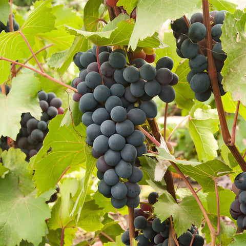 Blauwe druiven fruitplanten mix