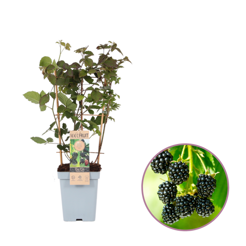 Bramen duo aan rek, Rubus