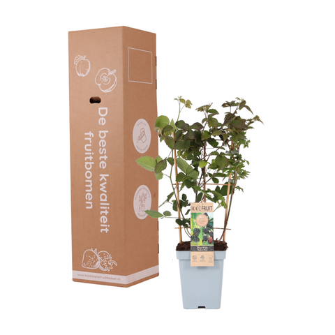 Bramen duo aan rek, Rubus