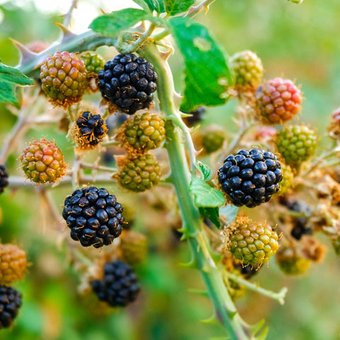 Bramen fruitplanten mix