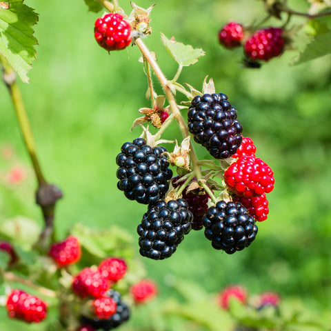 Bramen fruitplanten mix