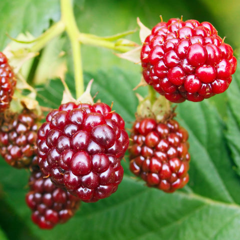 Bramen fruitplanten mix