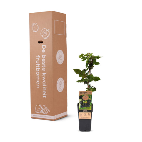 Bramen fruitplanten mix