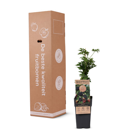 Bramenplant, Rubus fruticosus ‘Thornless Evergreen’