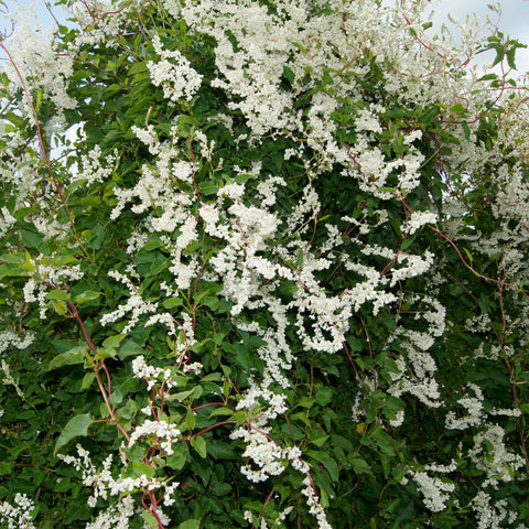 Bruidssluier, Fallopia aubertii