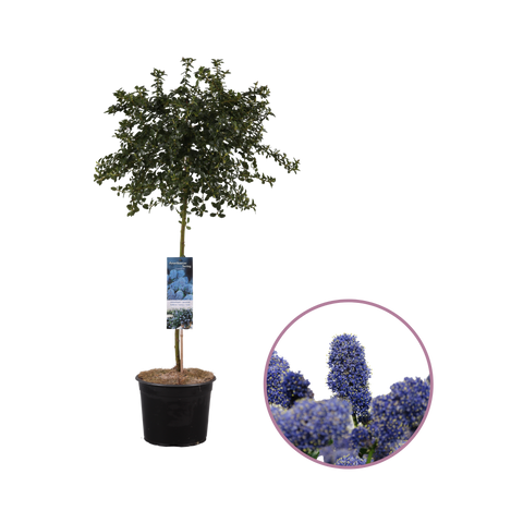 Ceanothus Thyrsiflorus var. Repens, Amerikaanse Sering