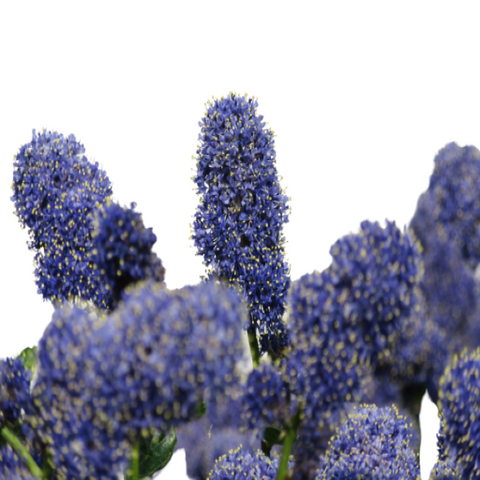 Ceanothus Thyrsiflorus var. Repens, Amerikaanse Sering