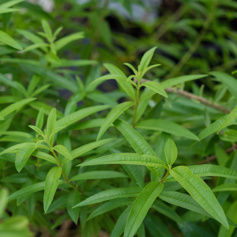Tuinkruiden Citroenverbena, Lippia Citriodora