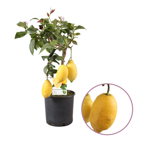 Citroenboom, Citrus Limon
