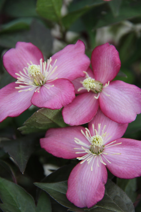 Clematis montana ‘Fincent’