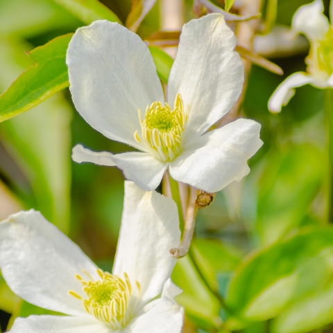 Clematis montana ‘Grandiflora’