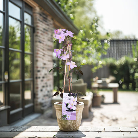 Clematis montana mix