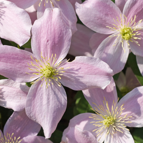 Clematis montana ‘Mayleen’
