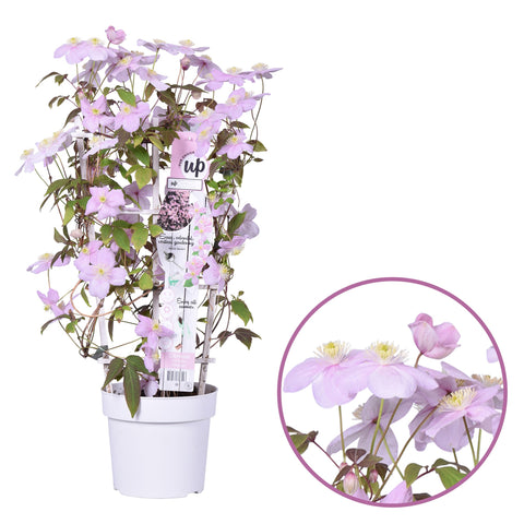 Clematis montana ‘Mayleen’