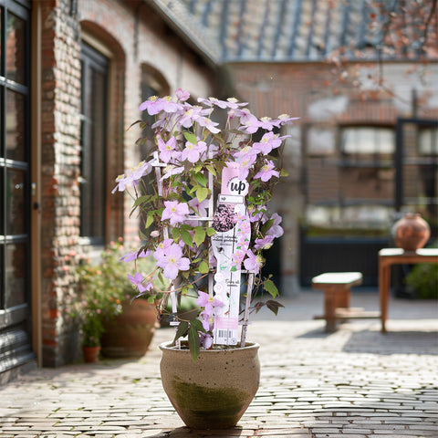 Clematis montana ‘Mayleen’