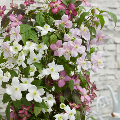 Clematis montana ‘Carnaval’