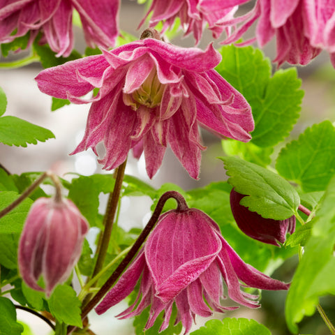 Clematis alpina ‘Imke’