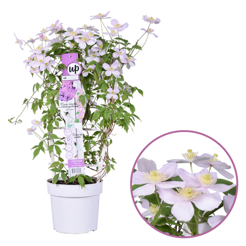 Clematis montana ‘Rubens’