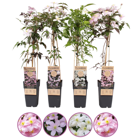 Clematis montana mix