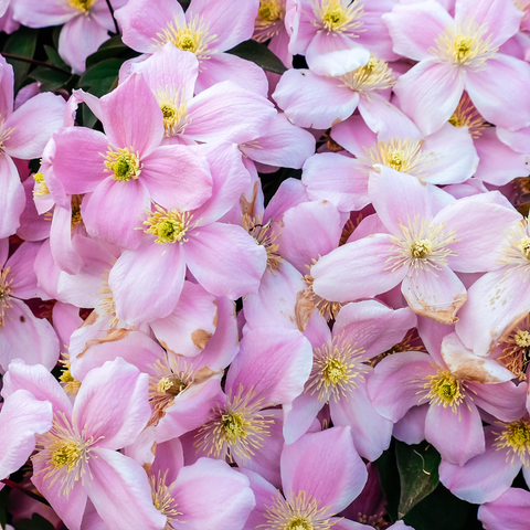 Clematis montana ‘Rubens’