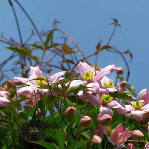 Clematis montana ‘Rubens’