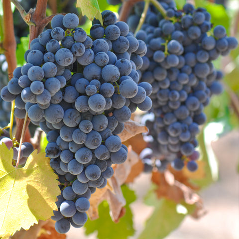 Druiven fruitplanten mix