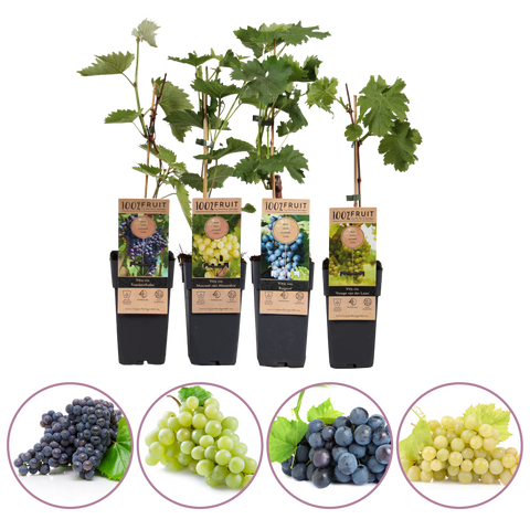 Druiven fruitplanten mix