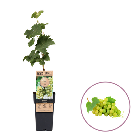 Druivenplant, Vitis vinifera ‘Bianca’ | witte druif