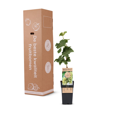 Druivenplant, Vitis vinifera ‘Bianca’ | witte druif