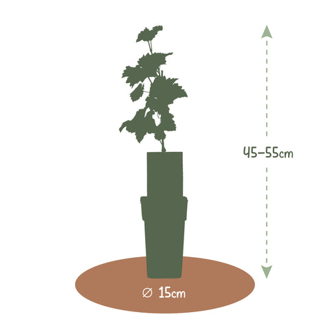 Druivenplant, Vitis vinifera ‘Bianca’ | witte druif