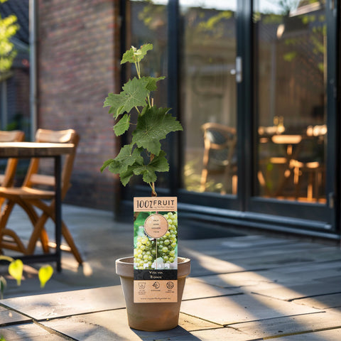 Witte druiven fruitplanten mix