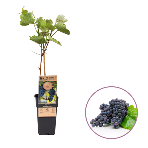 Druivenplant, Vitis vinifera ‘Boskoop Glory’ | Blauwe druif