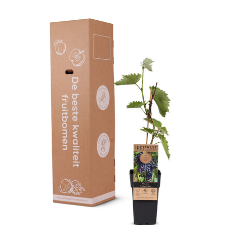 Druivenplant, Vitis vinifera ‘Frankenthaler’ | Blauwe druif