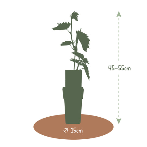 Druivenplant, Vitis vinifera ‘Frankenthaler’ | Blauwe druif