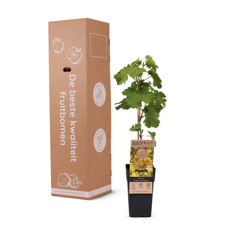 Druivenplant, Vitis vinifera ‘Golden Champion’ | Witte druif