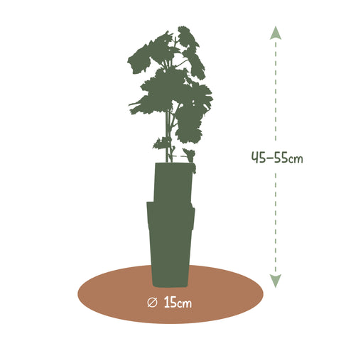 Druivenplant, Vitis vinifera ‘Golden Champion’ | Witte druif
