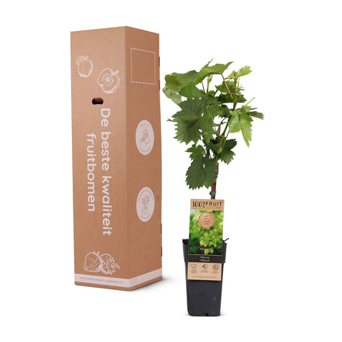 Druivenplant, Vitis vinifera ‘Himrod’ | Pitarme witte druif