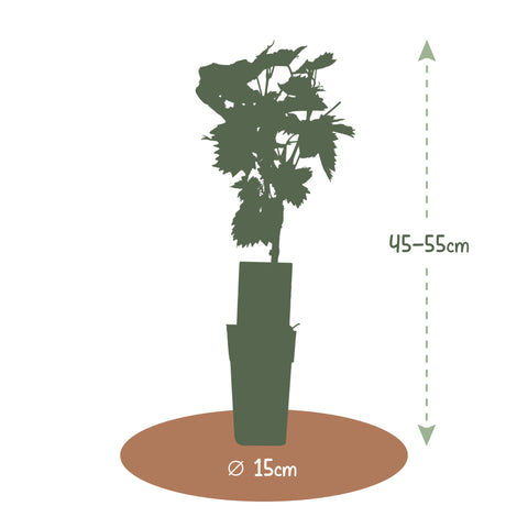 Druivenplant, Vitis vinifera ‘Himrod’ | Pitarme witte druif