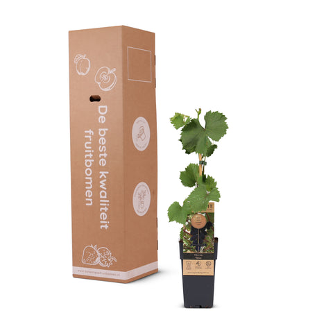 Kleinfruit planten mix