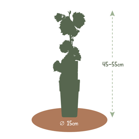Kleinfruit planten mix