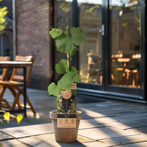 Kleinfruit planten mix